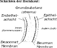 HORNHAUT2